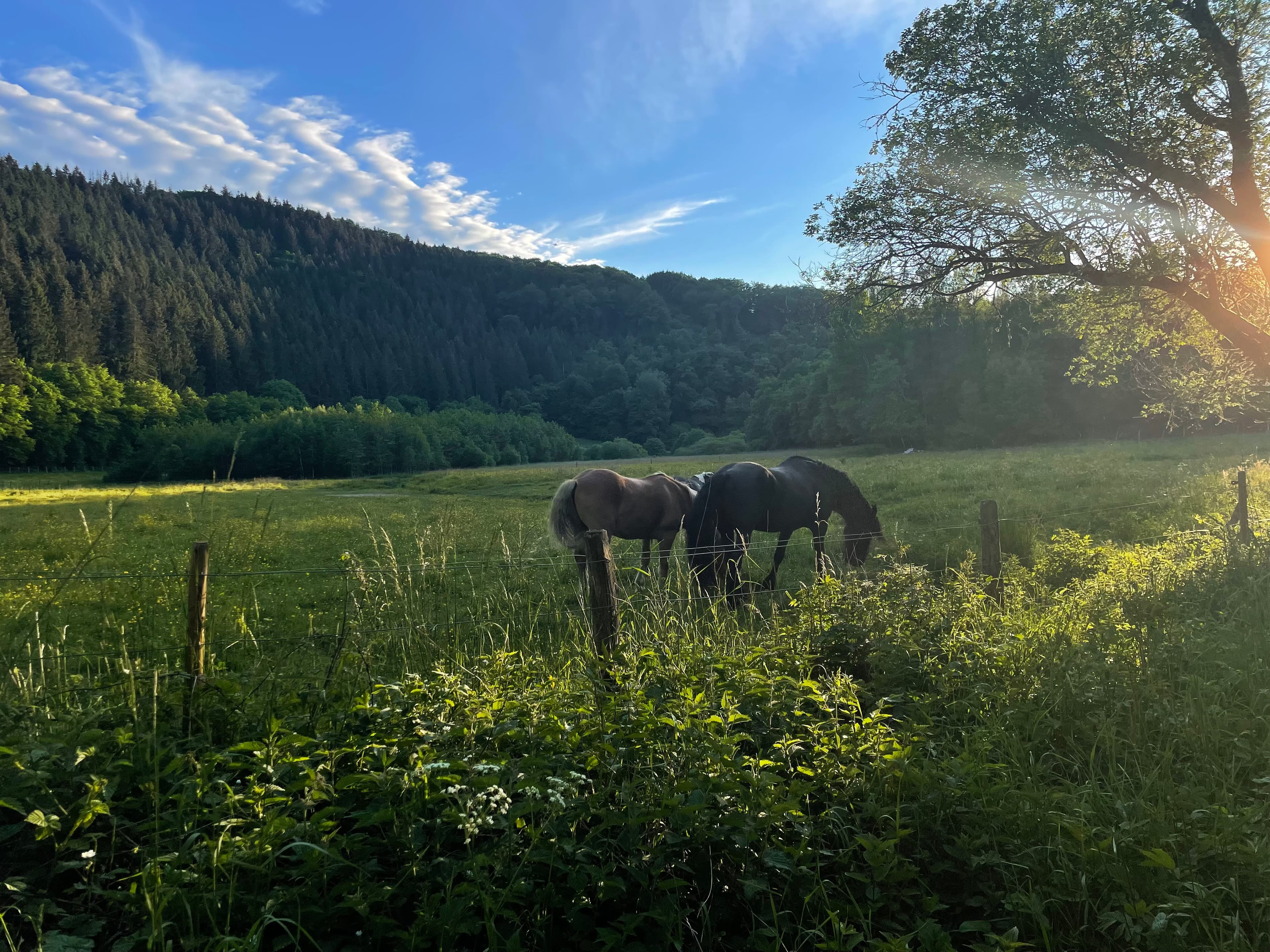 Horses in a field in the north of Luxembourg.