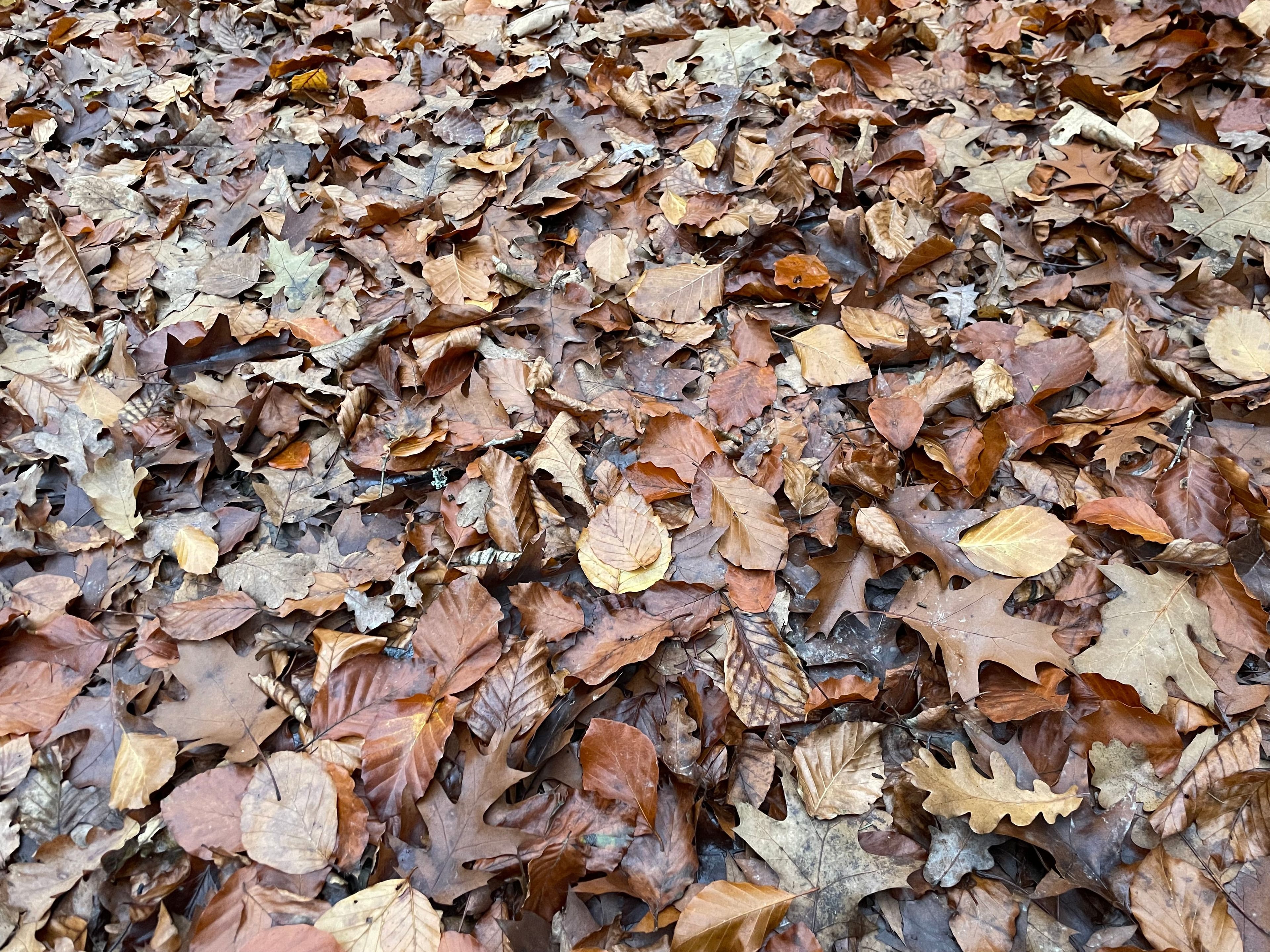 A bed of autumn leaves, in Luxembourg.