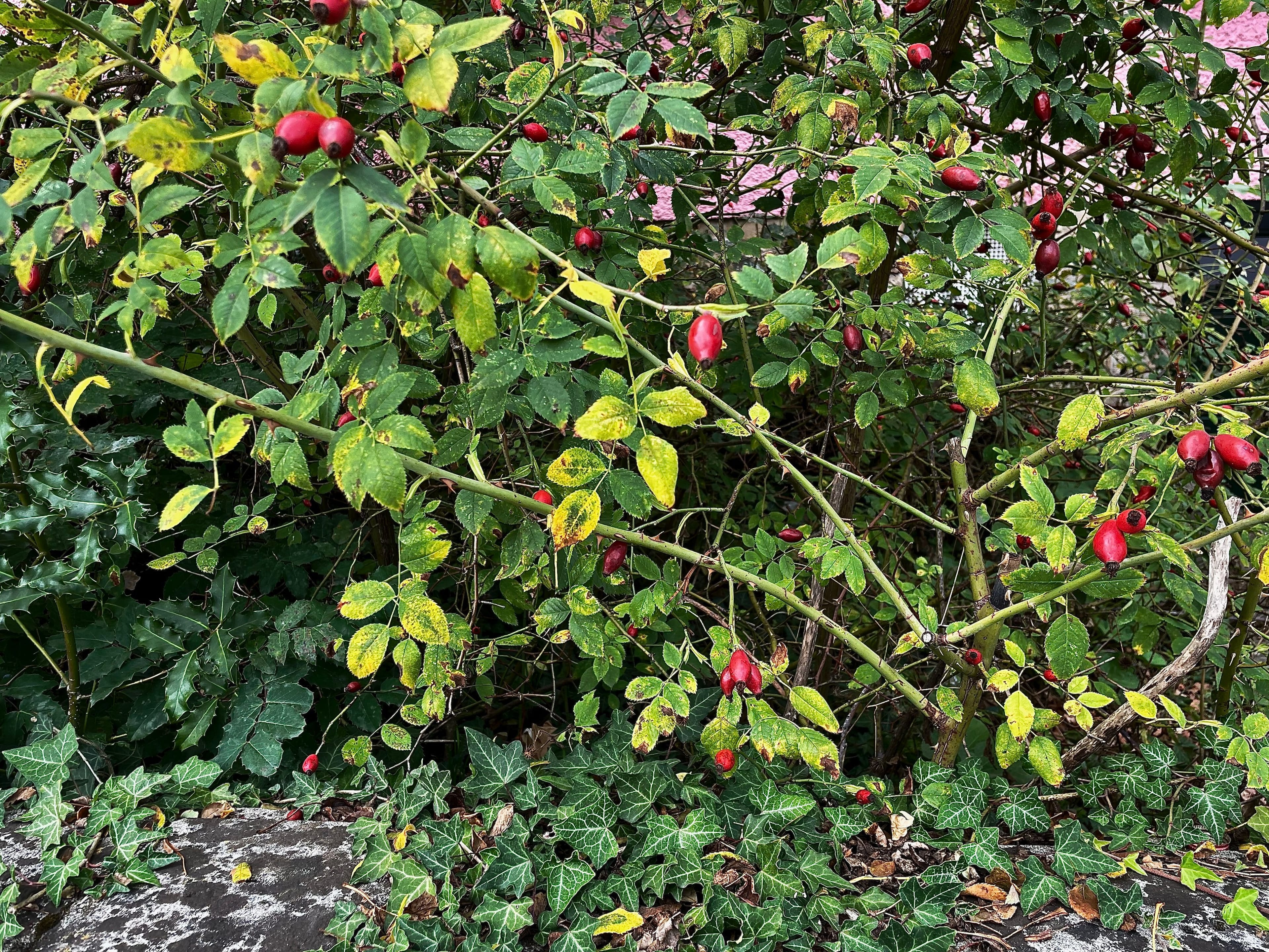 Autumnal rose buds and ivy, in Luxembourg.