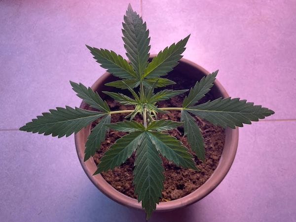 Cannabis plant.