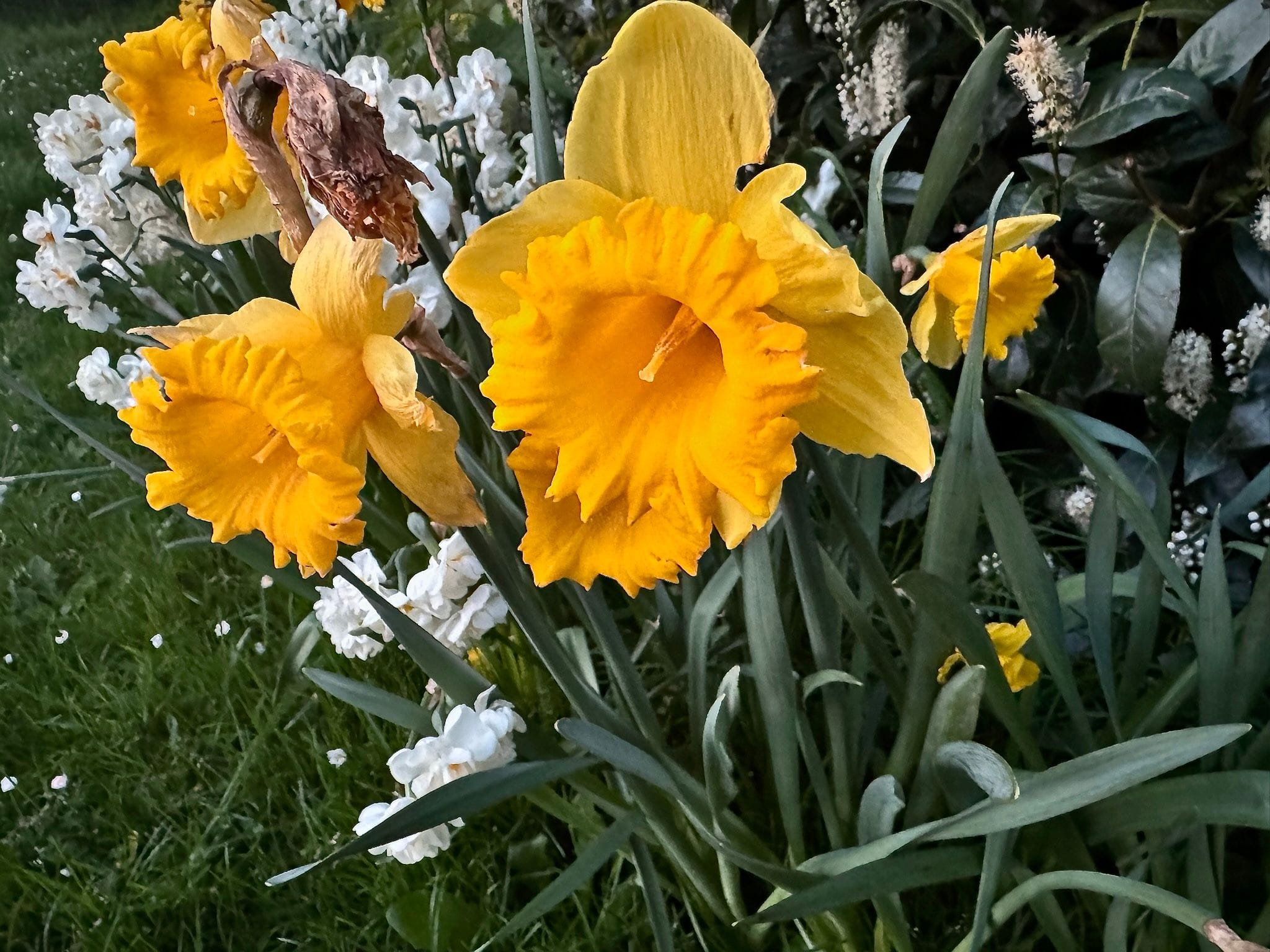 Dutch Master daffodils; Bridal Crown daffodils; prunus laurocerasus.