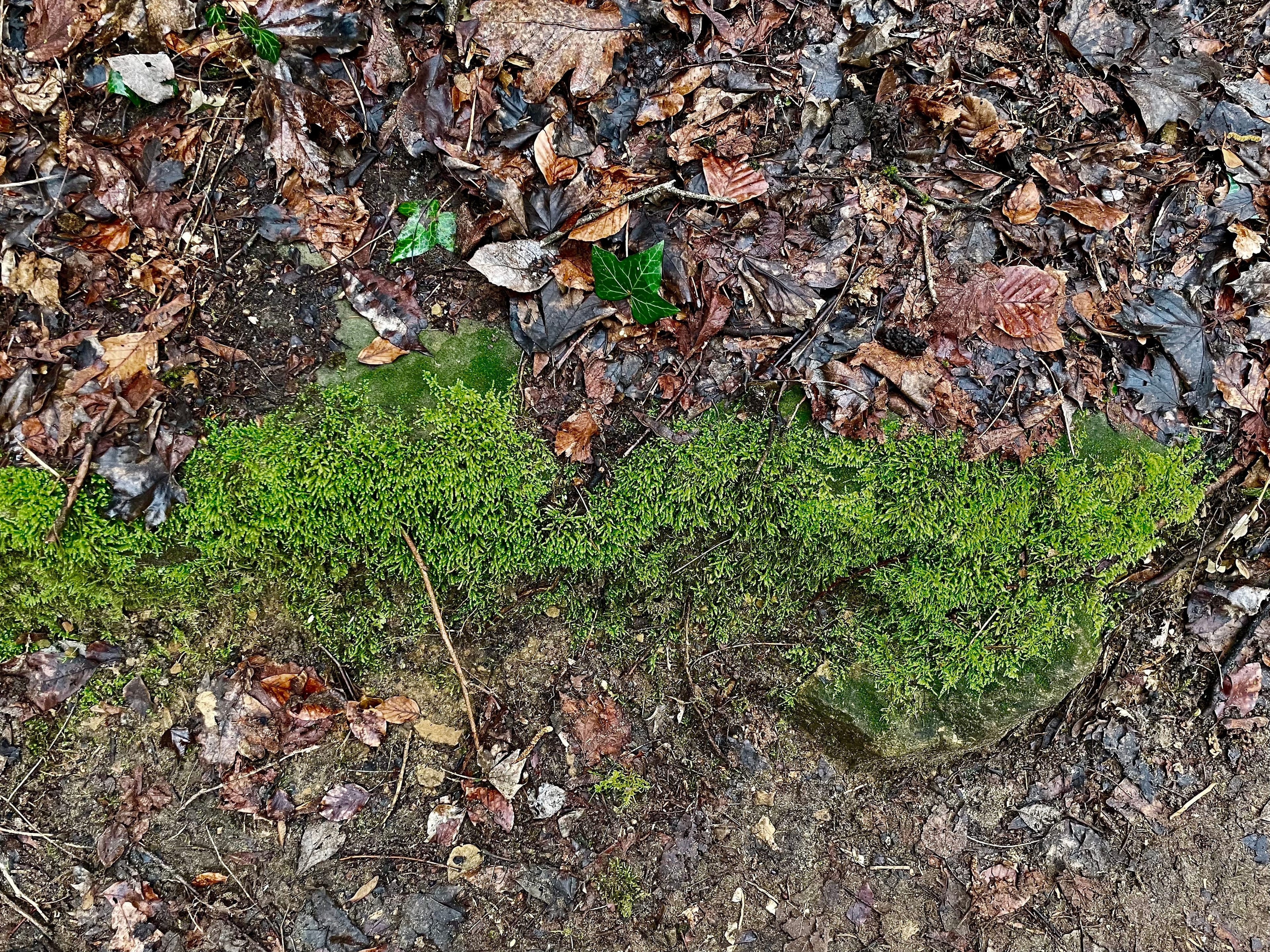 Green musk, ivy and dry leaves, in Luxembourg.