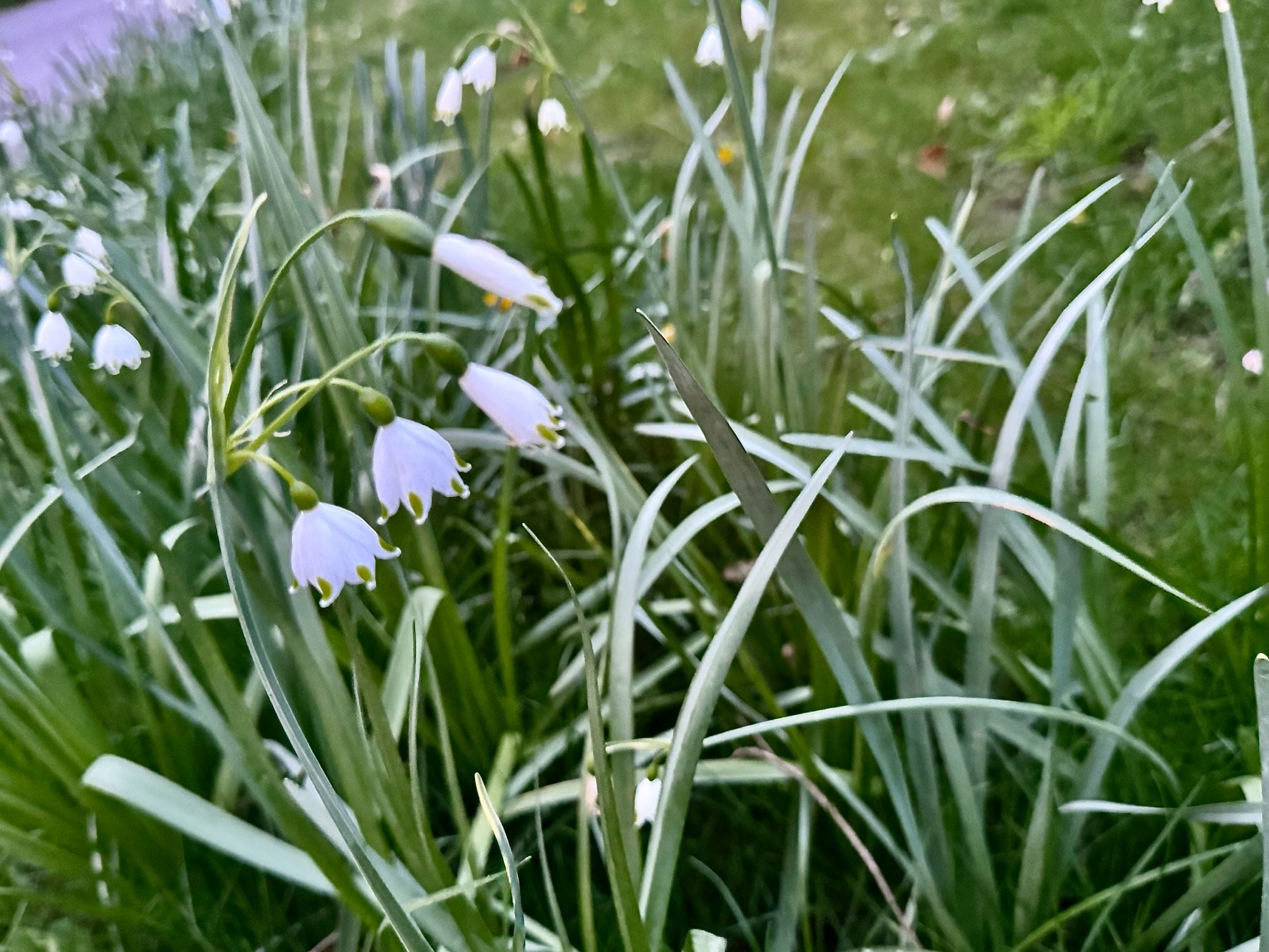 Lilies of the Valley.