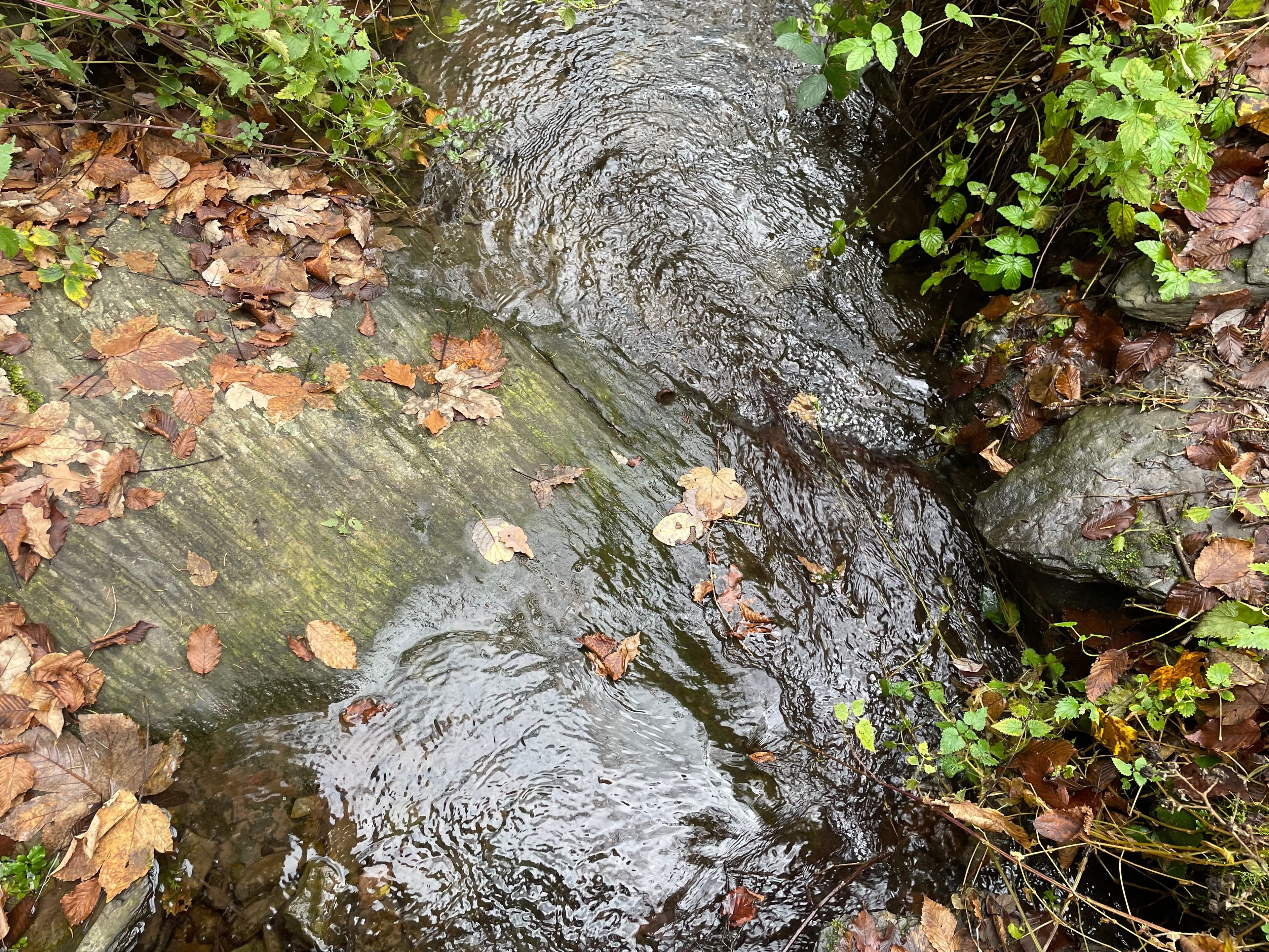 Creek in autumn, in Luxembourg.