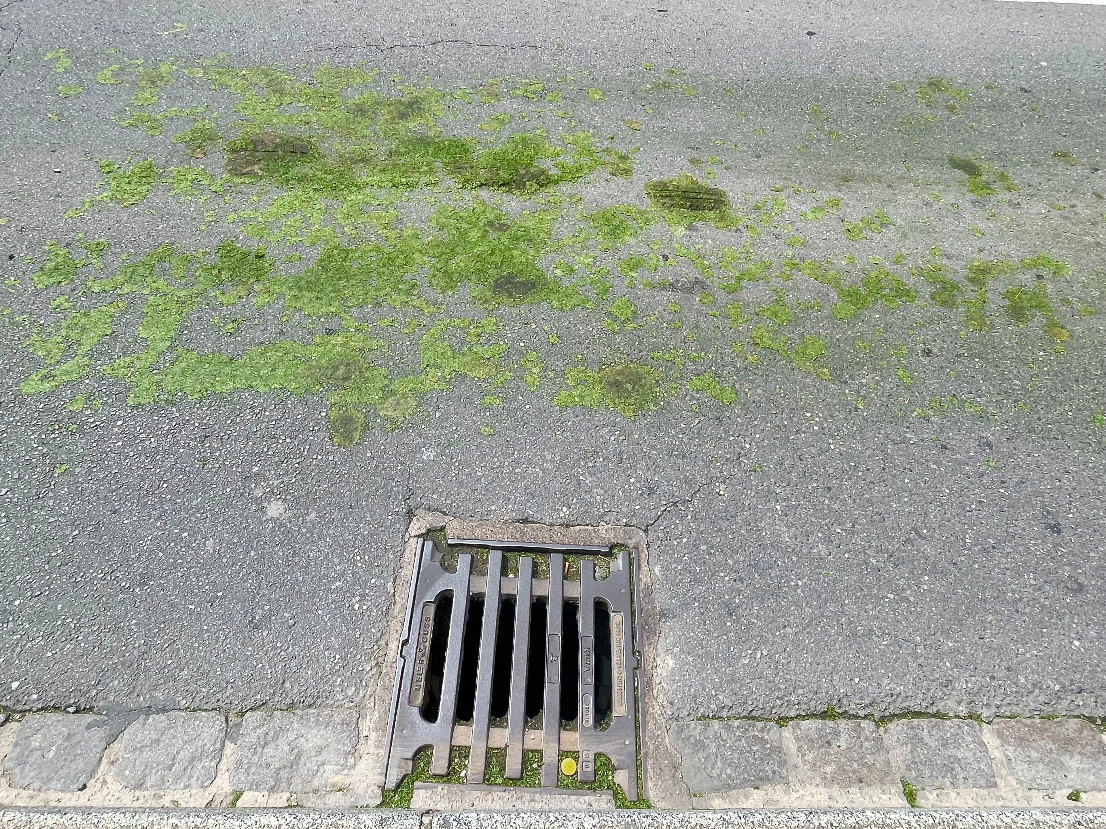 Manhole with freshly cut  grass, in Luxembourg.