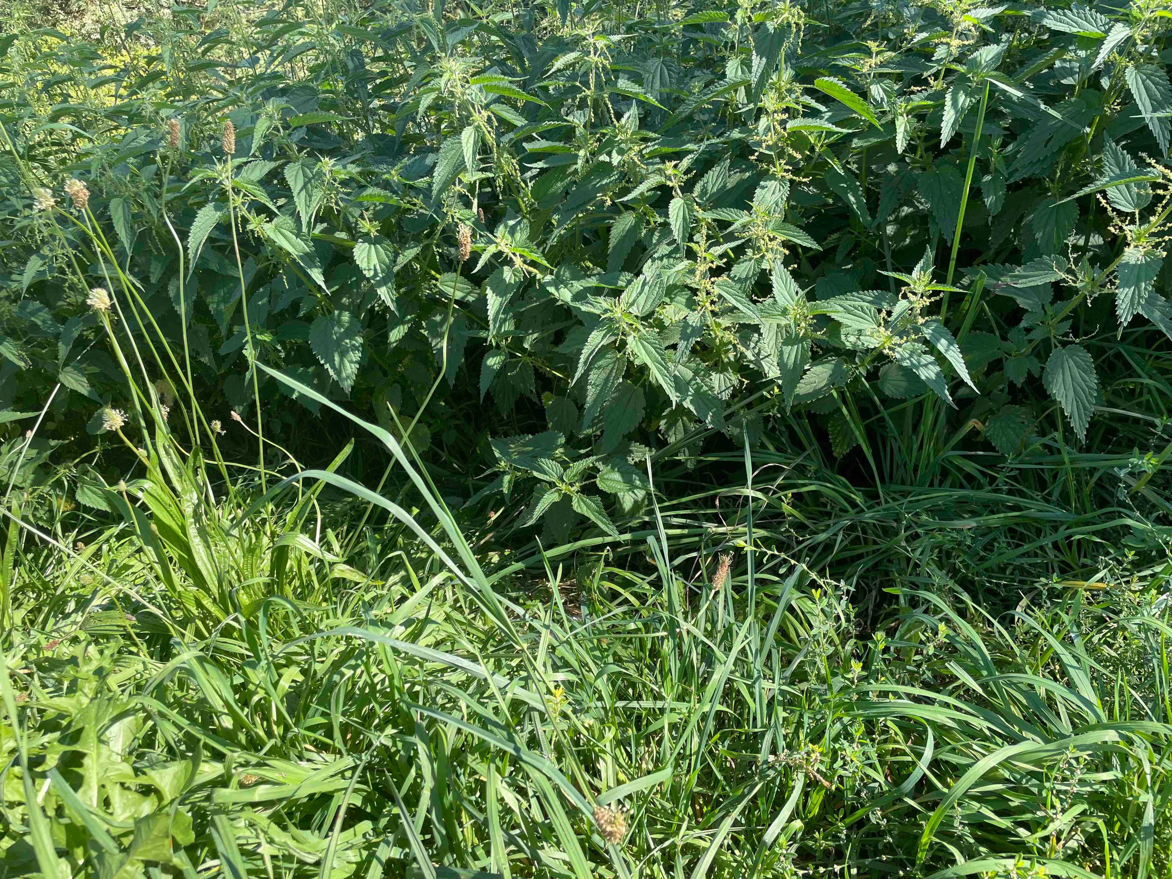 Nettle and grass, in Luxembourg.