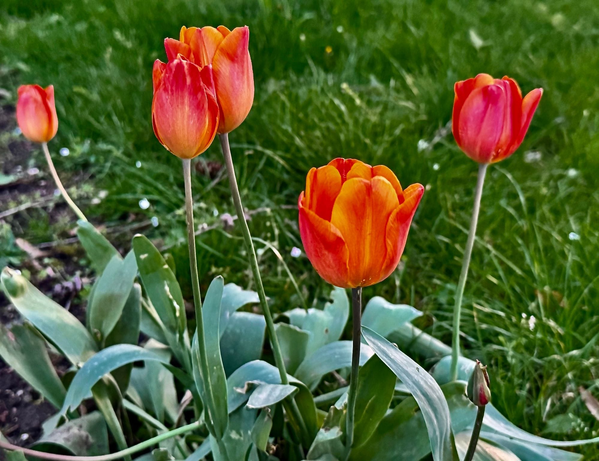 Orange Cassini tulips.