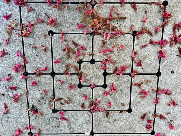 Pink hippocastanum flowers on mill game board.