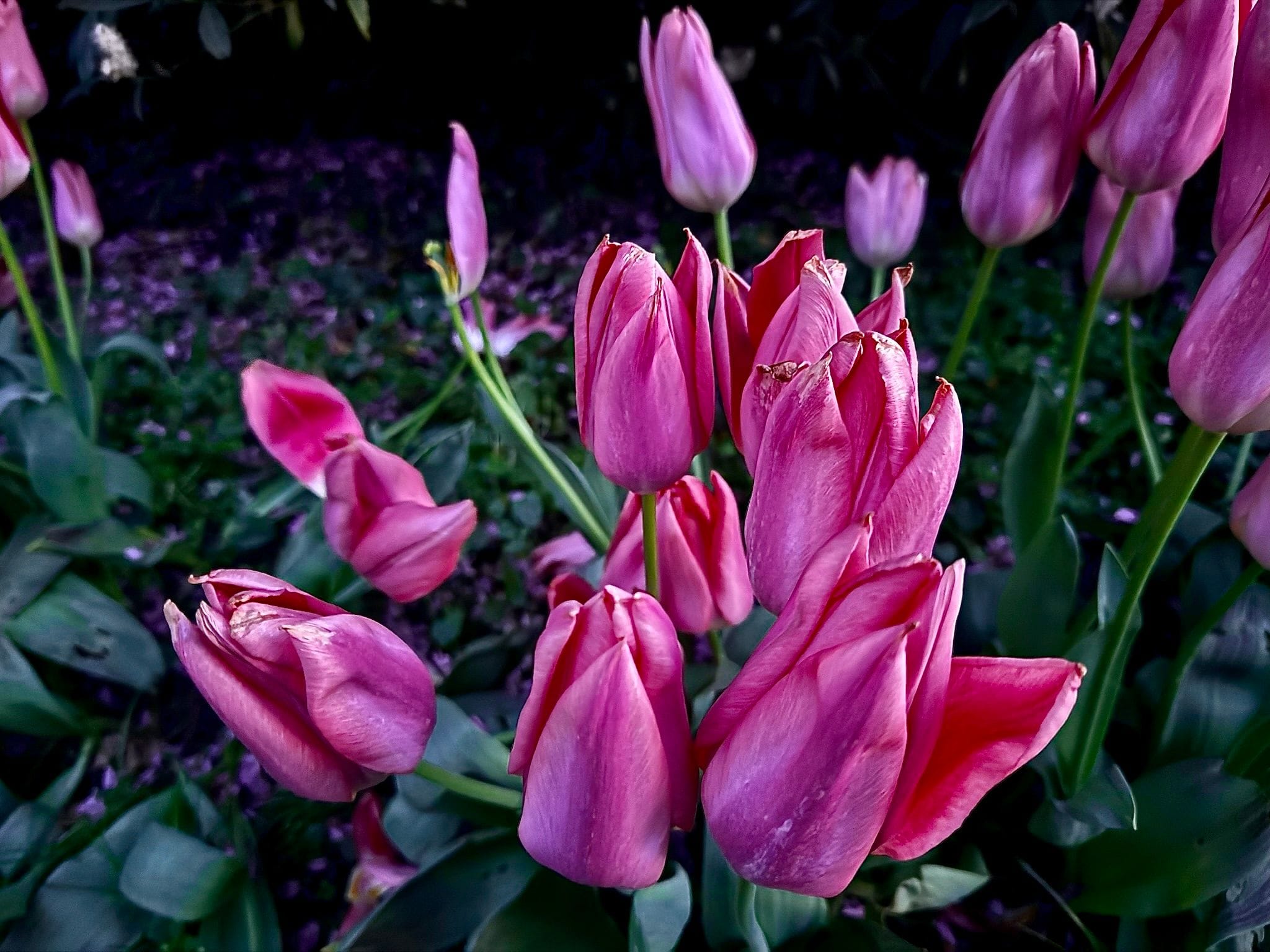 Jumbo Pink tulips.