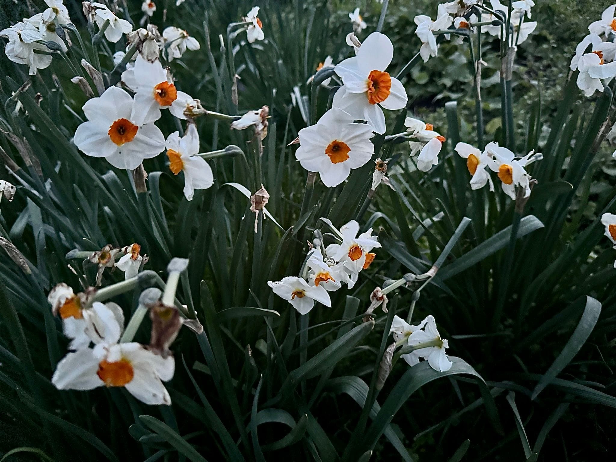 Professor Einstein daffodils.