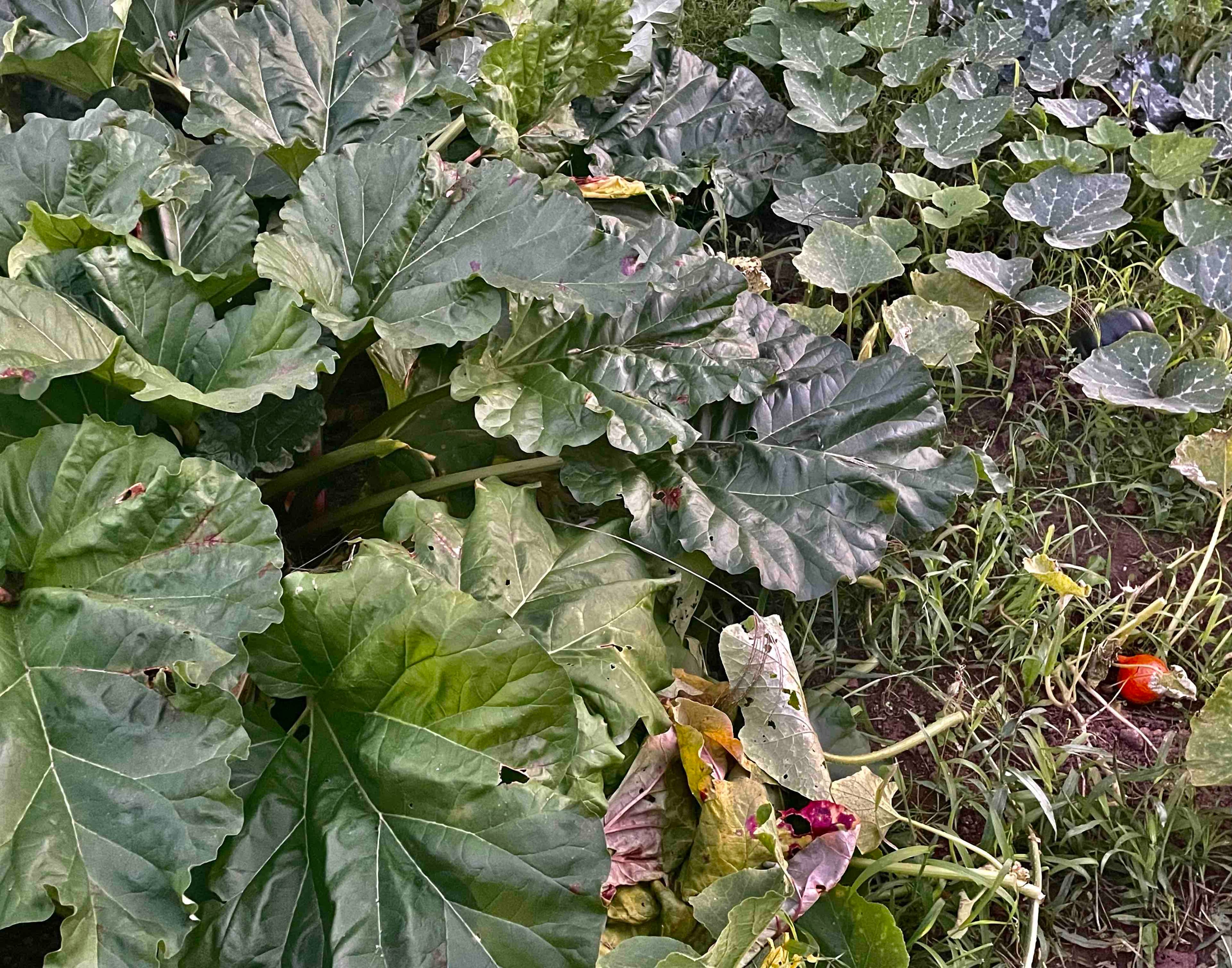 Rhubarb and  pumpkin plants, in Luxembourg.