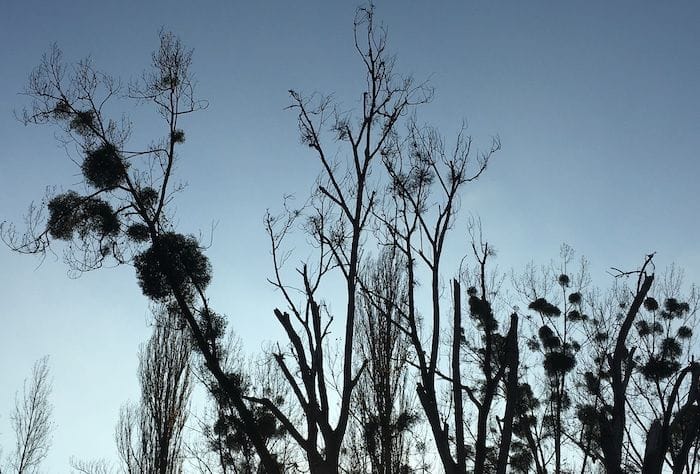 Tree tops with mistletoe in winter, in Luxembourg.